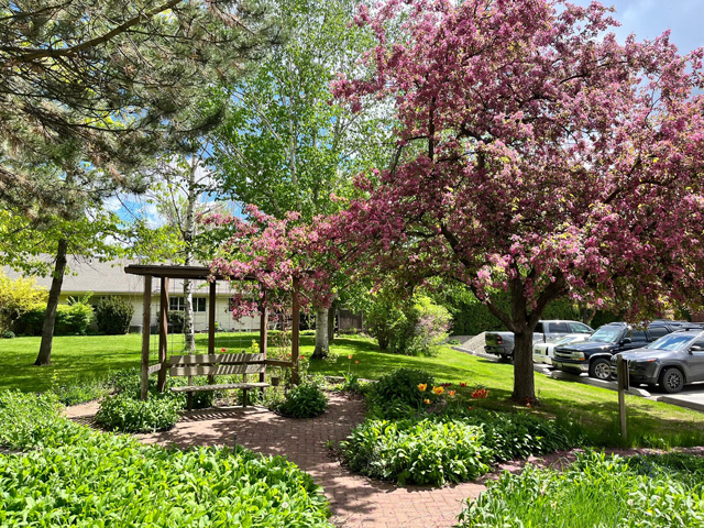 A brick walking path surrounded by perennial flowers and a tall blooming deciduous tree that leads to a wooden pergola with a bench.